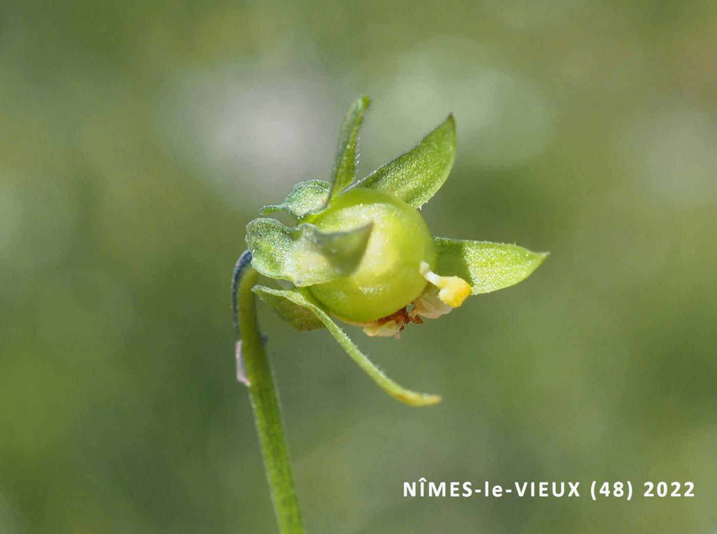 Pansy, Field fruit